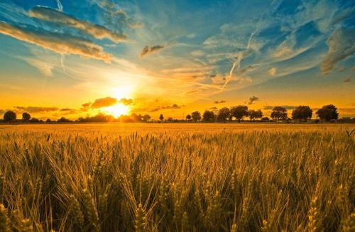 品牌定位，農(nóng)業(yè)品牌定位