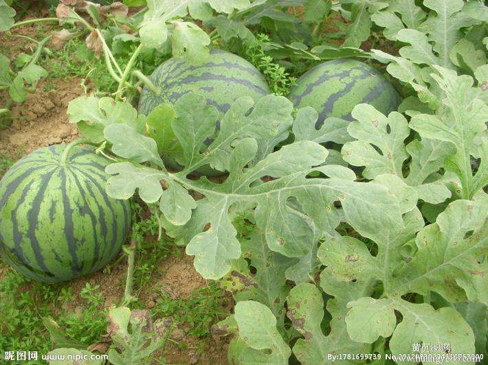 農(nóng)業(yè)品牌策劃，農(nóng)產(chǎn)品品牌策劃，西瓜農(nóng)業(yè)品牌策劃