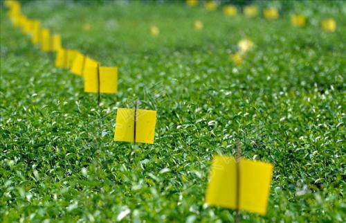 農(nóng)業(yè)品牌策劃，農(nóng)業(yè)品牌策劃公司