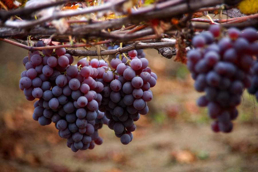 農業(yè)品牌營銷，葡萄品牌營銷