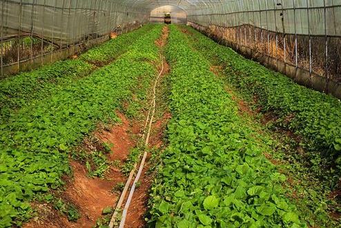 農產品品牌策劃,農產品品牌策劃公司