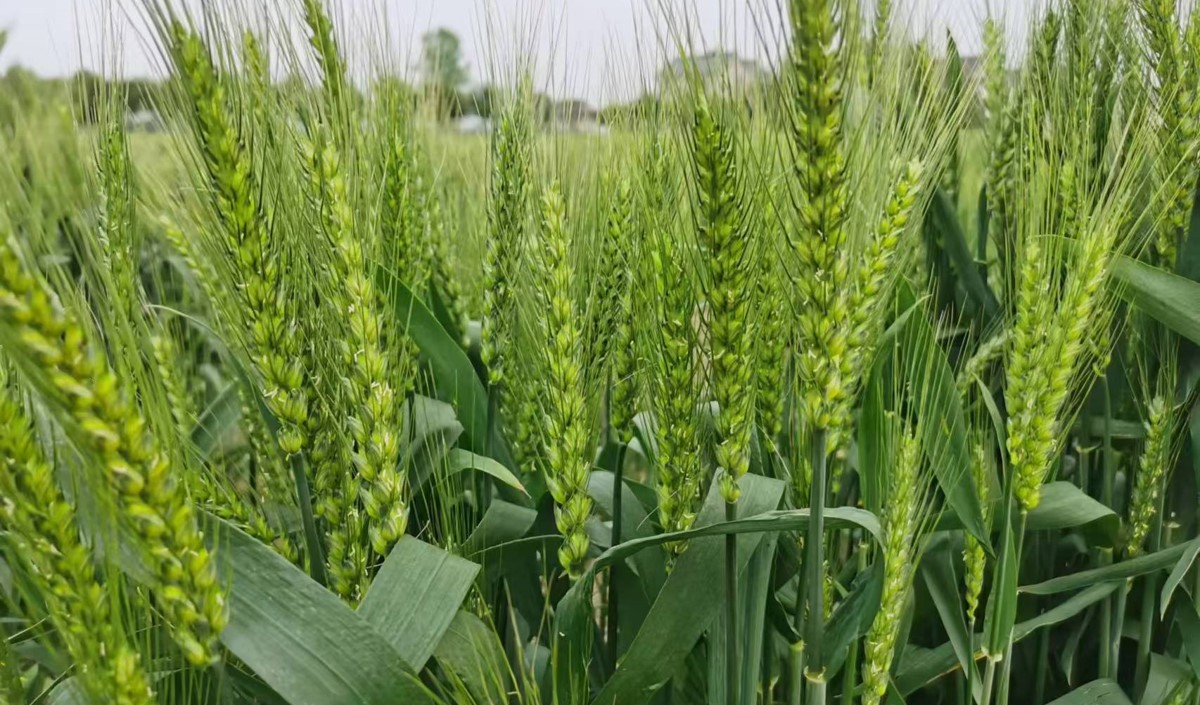 農業(yè)企業(yè)為什么要注重農業(yè)品牌建設