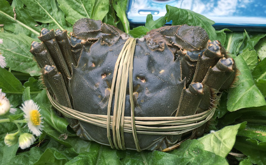 水產養(yǎng)殖農業(yè)品牌策劃需要做好哪些