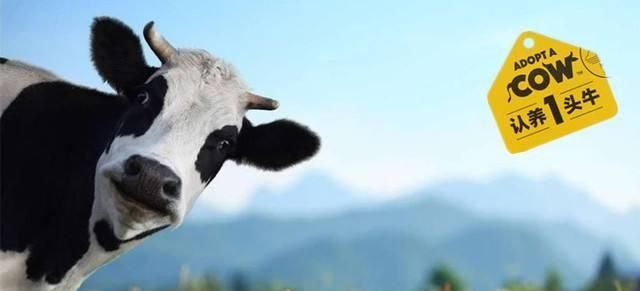 品牌戰(zhàn)略與營銷咨詢：認(rèn)養(yǎng)一頭牛，乳業(yè)紅海突破之路