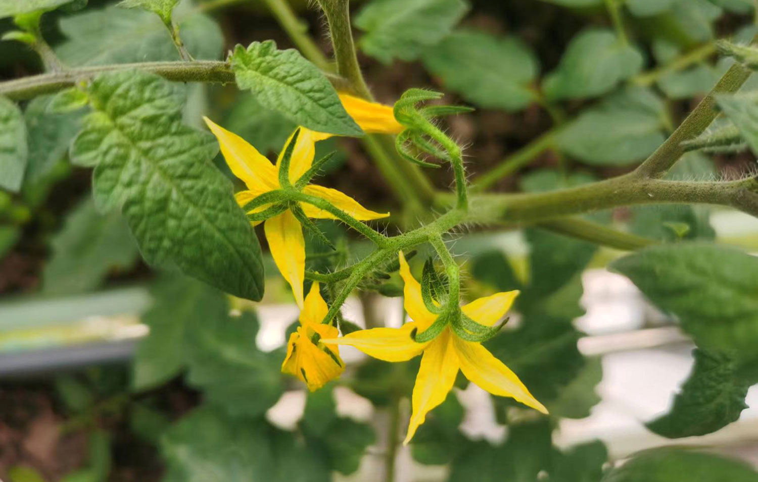 農(nóng)產(chǎn)品公司如何策劃有競(jìng)爭(zhēng)力的品牌定位