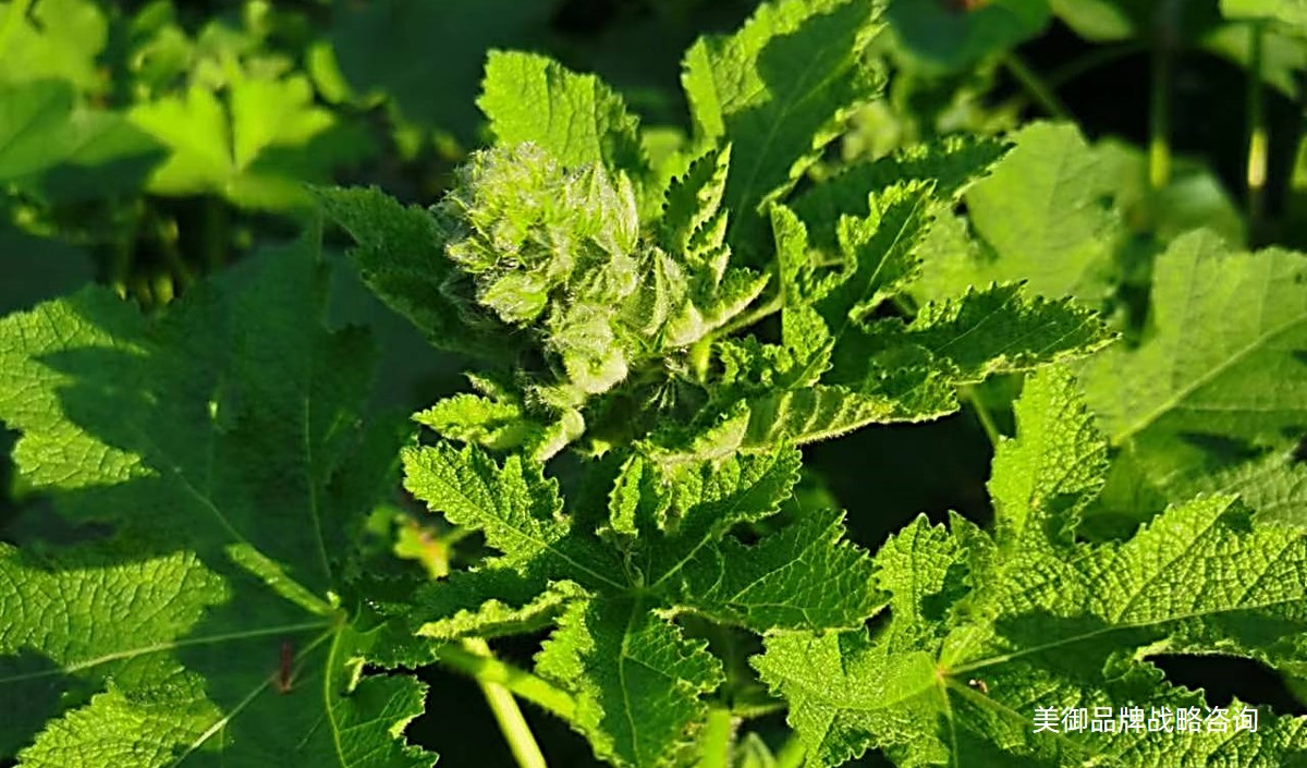 美御解析都市農業(yè)如何制定年度營銷策劃方案